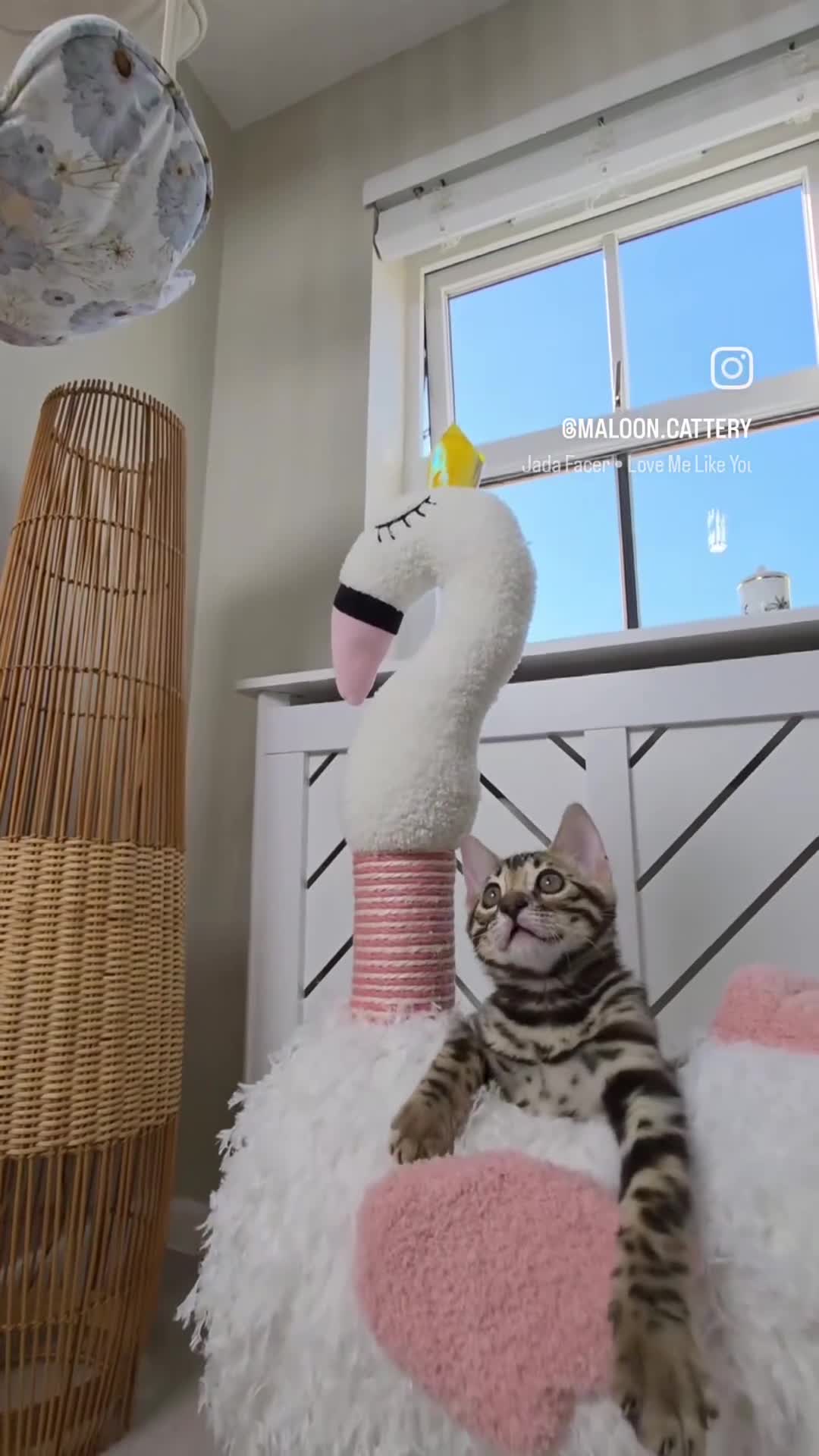 Bengal cats for sale: Top quality Bengal Girl- TICA reg.- AVAILABLE NOW - Video 4