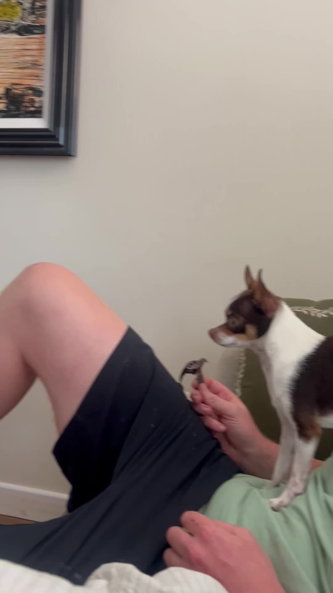 Chihuahua dogs for stud: Beautiful Chocolate and White Deer Head Chihuahua - Video 1