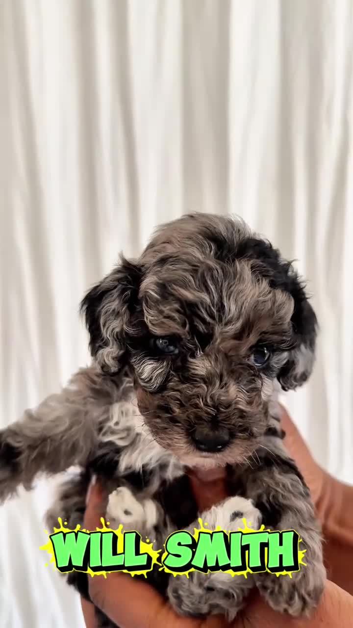 Cavapoo dogs for sale: Luxury Teddy Toy Cavapoos DNA Tested - Video 1