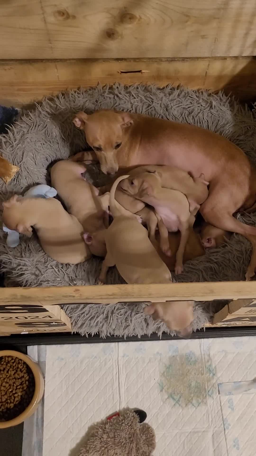 Italian Greyhound dogs for sale: Beautiful Cream Italian Greyhound Puppies - Video 1