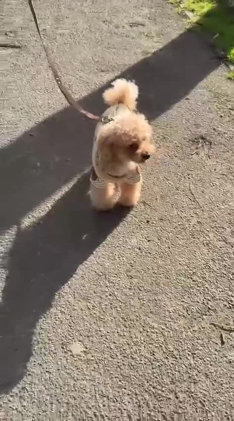 Toy Poodle dogs for sale: 🐾 Affectionate Toy Poodle Needs Loving Home 🐾 in London - Video 1
