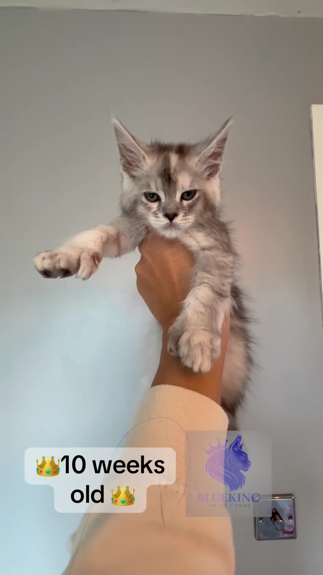 Maine Coon cats for sale: 👑 champion high silver poly Maine coon kittens 👑 - Video 1