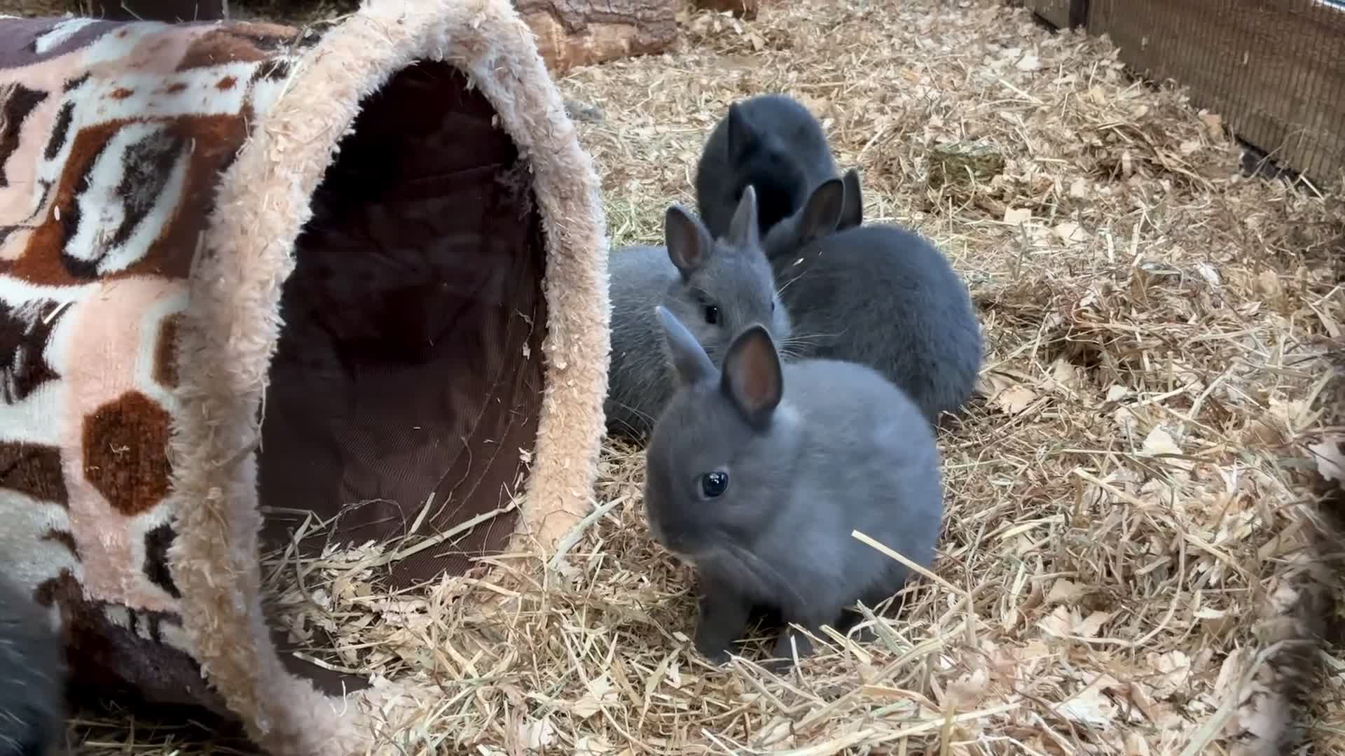 Netherland Dwarf rabbits for sale: Netherland dwarf baby rabbits  - Video 1