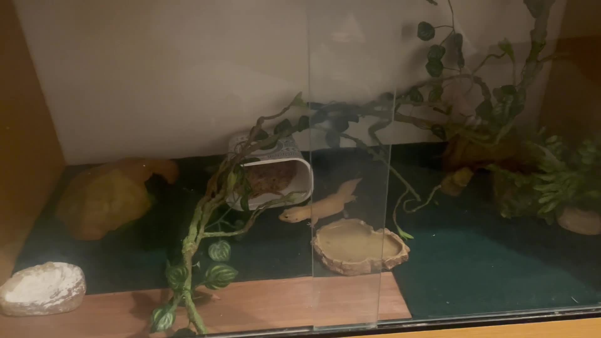 Leopard Gecko reptiles for sale: Gorgeous very tame leopard gecko  in Bristol - Video 1