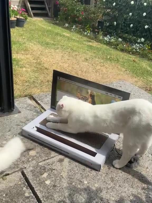 Scottish Fold cats for stud: 🐾 STUD SERVICES AVAILABLE – DOBBY OR CYCLOPS 🐾 - Video 3