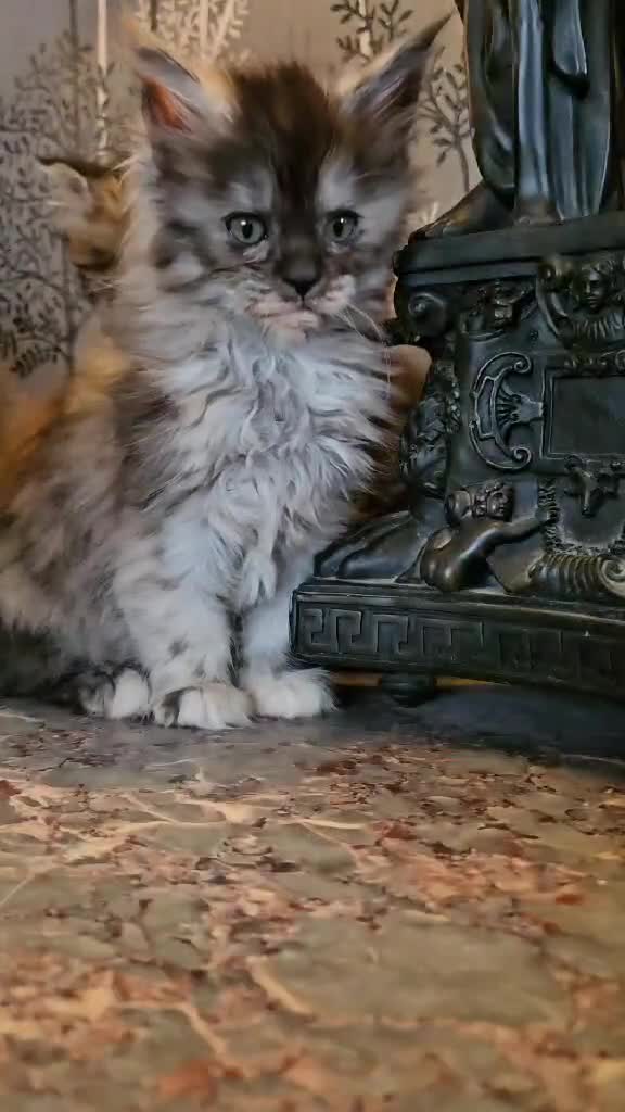 Maine Coon cats for sale: XXL Champion Line Maine Coons – Rare, Very Fluffy! - Video 5