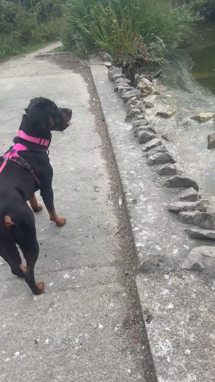 Rottweiler dogs for sale: Female Rottweiler 2 years old  - Video 1