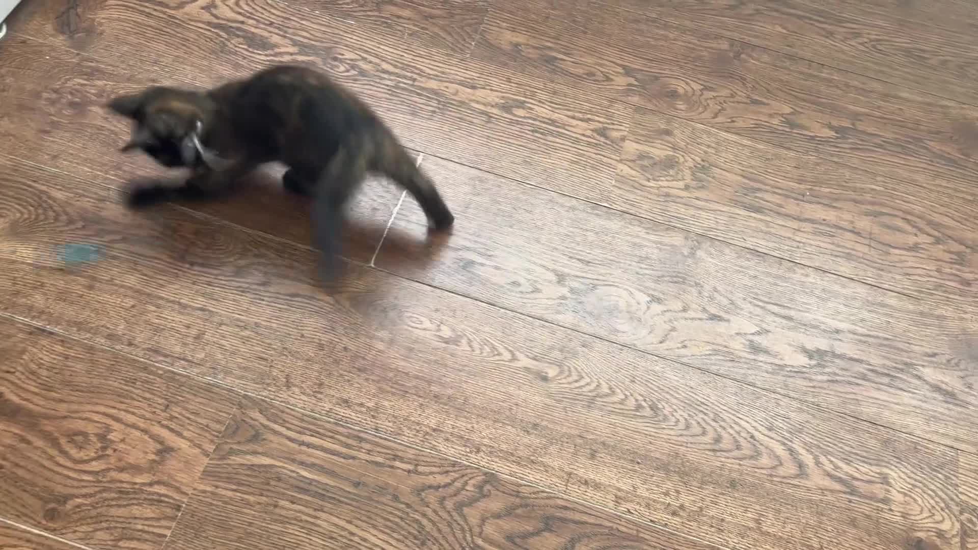 Mixed Breed cats for sale: 1/4 Maine Coon x playful tortoiseshell girl - Video 3