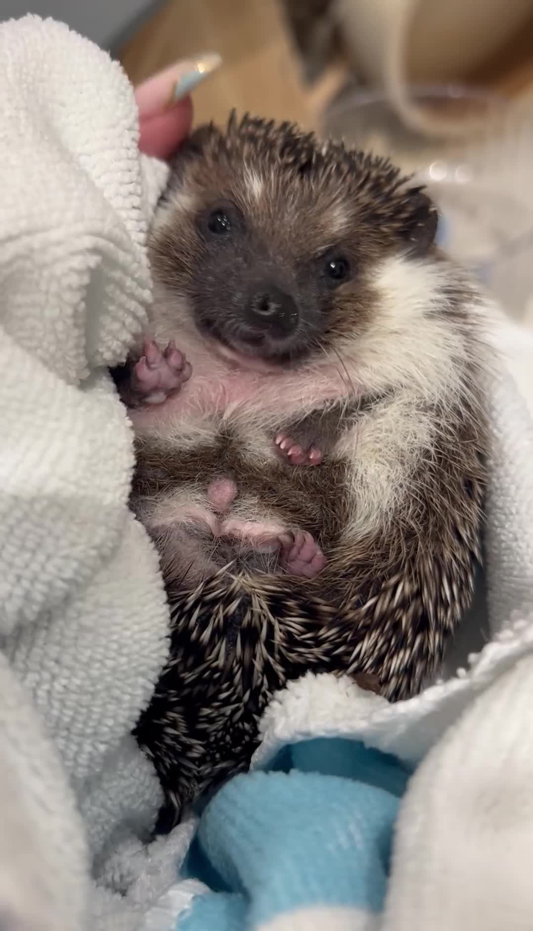 Pygmy Hedgehog rodents for sale: Male Pygmy hedgehog  - Video 1
