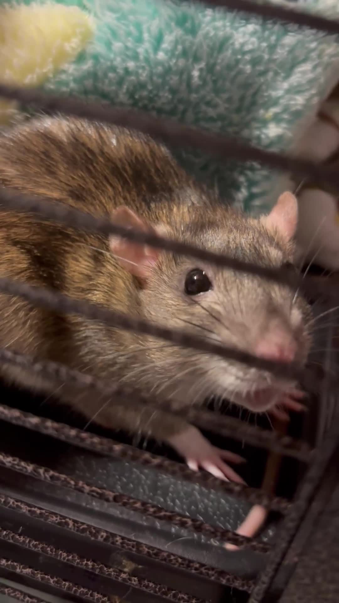 Rat rodents for sale: 3 FEMALE RATS + CAGE - Video 1