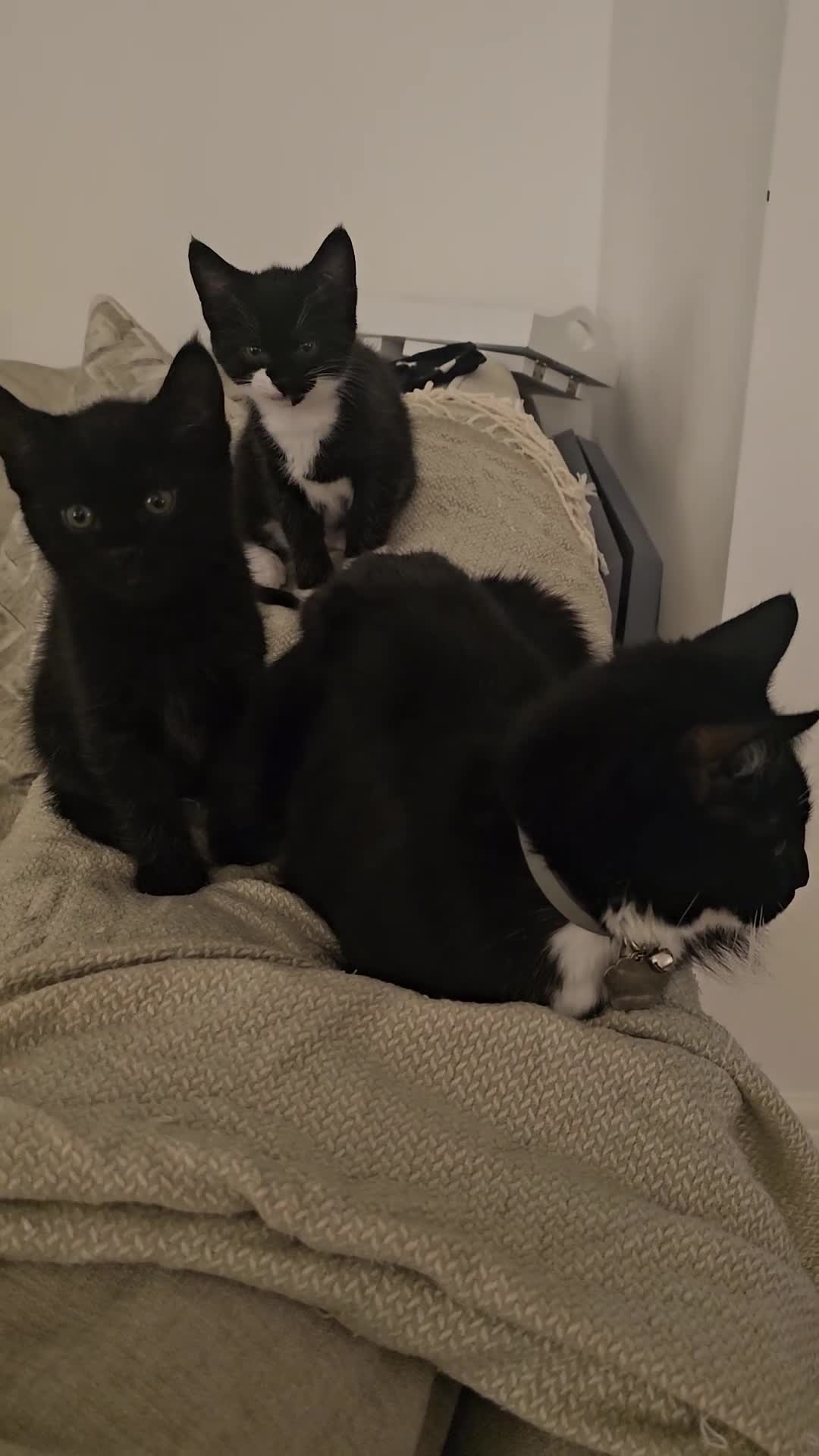 Mixed Breed cats for sale: Bundle of love 2 x beautiful kitties - Video 1