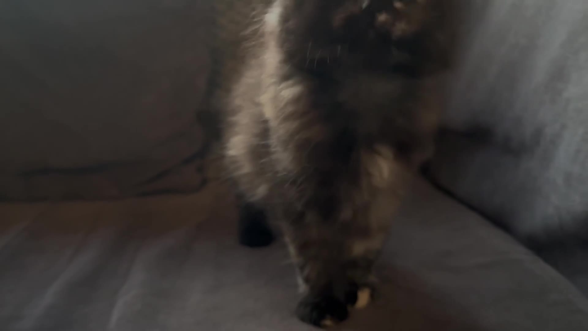 Mixed Breed cats for sale: 🤍3 adorable kittens🤍 - Video 2