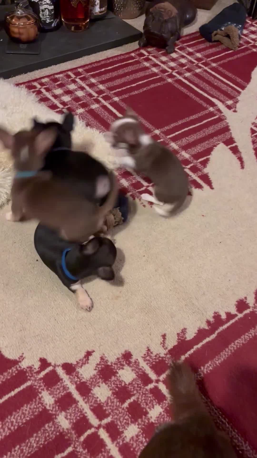 Chihuahua dogs for sale: Beautiful female Chihuahua - Video 1