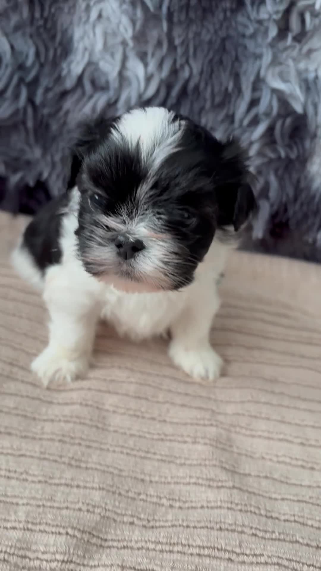 Lhasa Apso dogs for sale: KC Lhasa Apso Puppies – Ancestor of Shih Tzu - Video 2