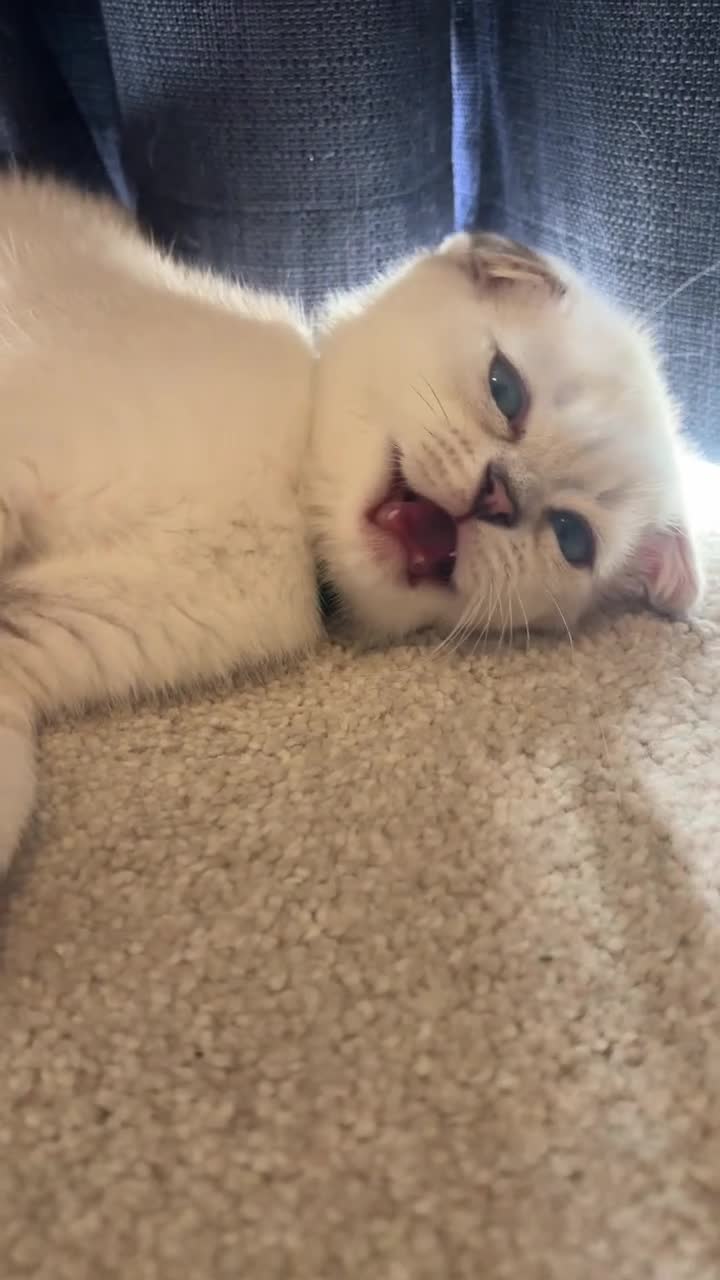 Scottish Fold cats for sale: BEAUTIFUL WHITE SCOTTISH FOLDS - Video 2