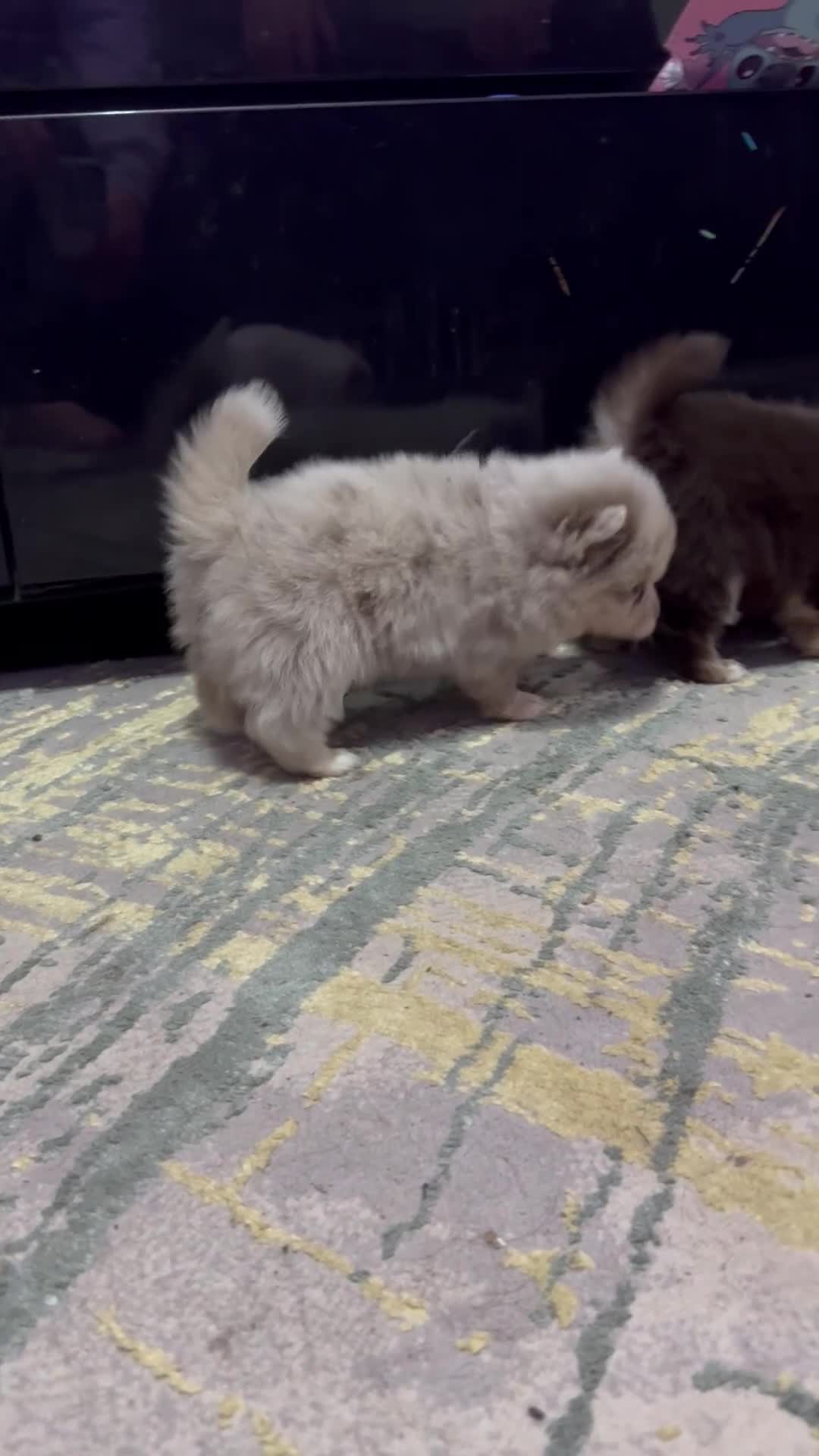 Pomchi dogs for sale: 4 Stunning Pomchi’s  - Video 3