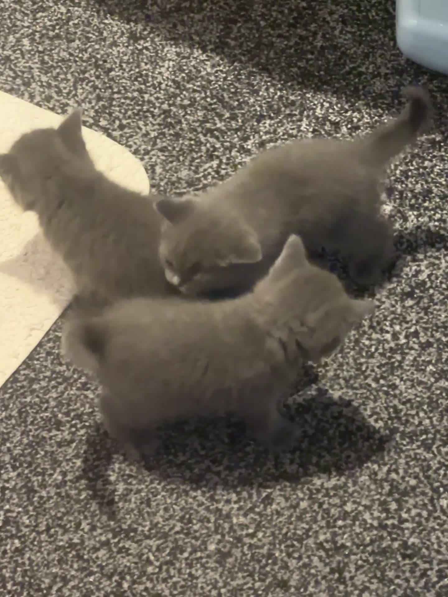 British Shorthair cats for sale: British short hair  - Video 1