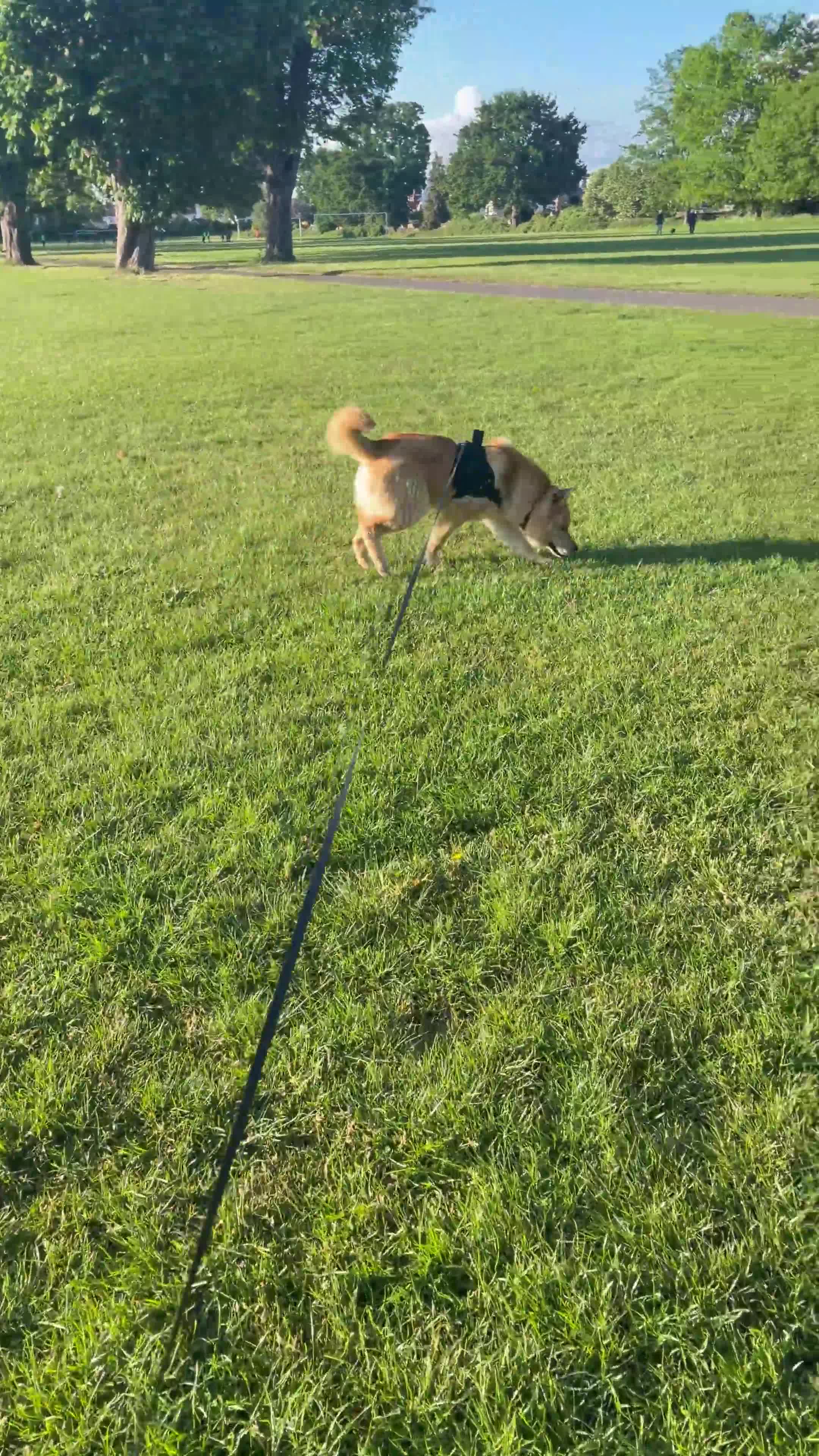 Mixed Breed dogs for sale: 5.5-Month-Old Husky / Chow Chow Mix Puppy in Enfield - Video 3
