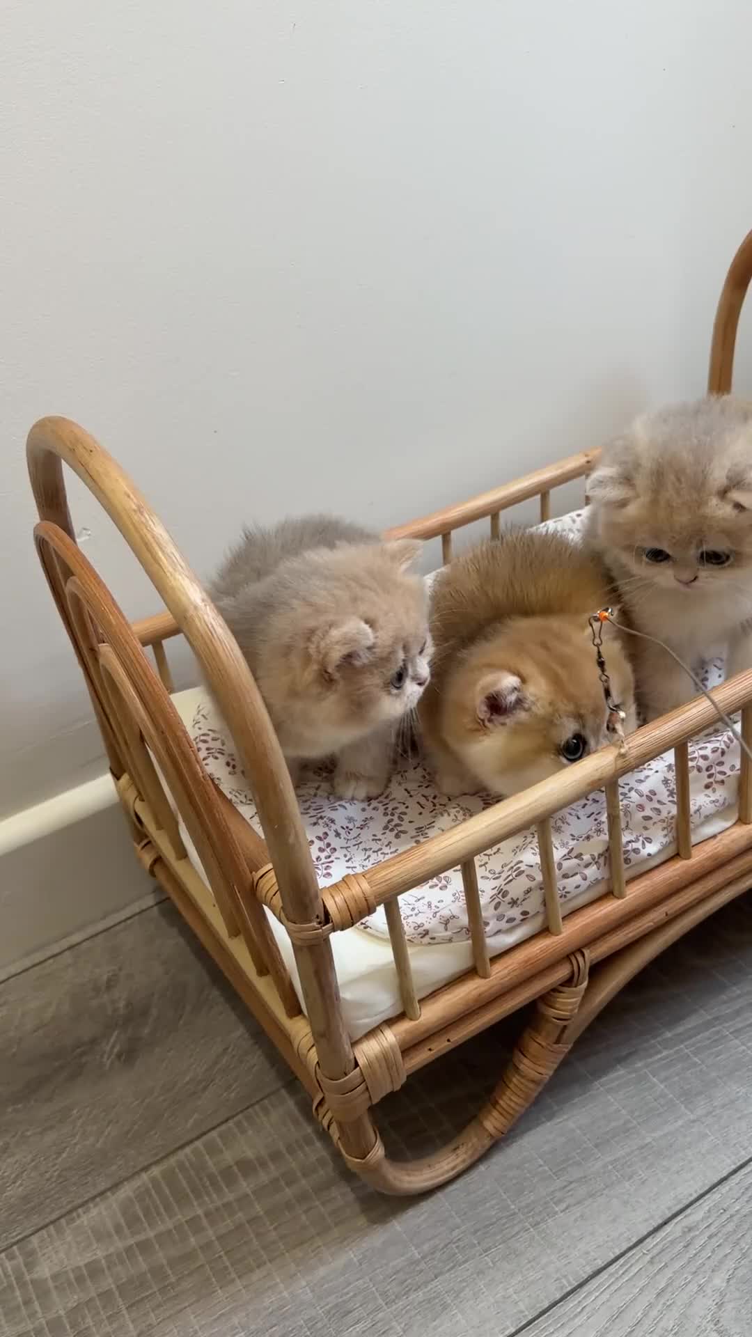 British Shorthair cats for sale: Golden Blue British Shorthair kittens - Video 1