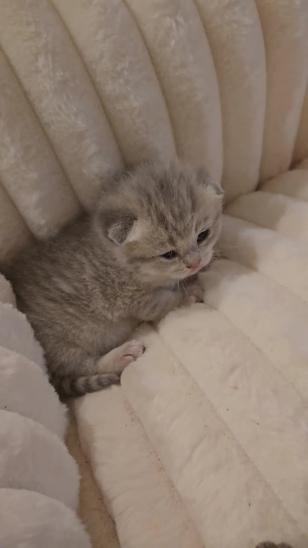 Scottish Fold cats for sale: scottish fold kittens for sale - Video 1