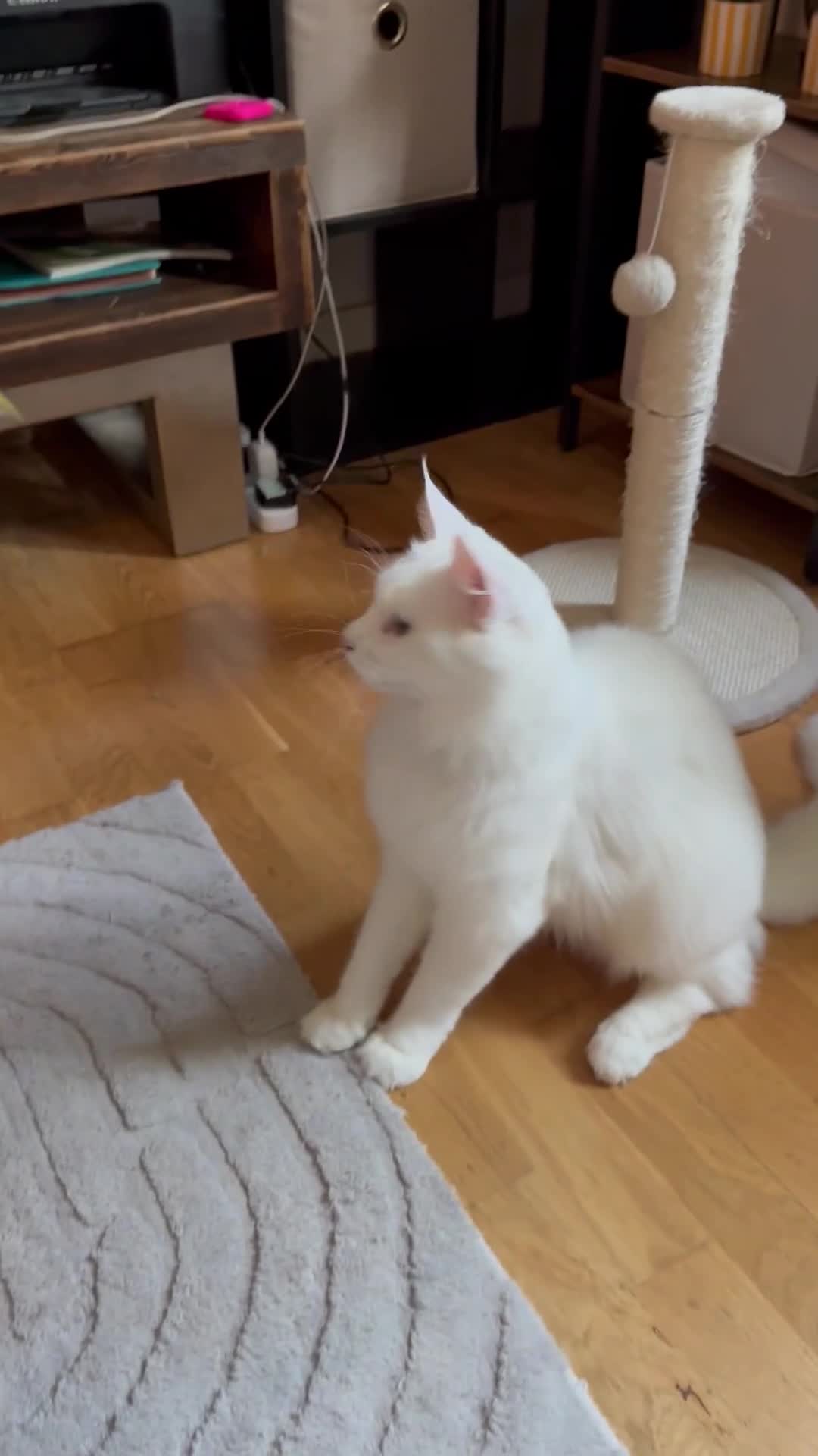 Maine Coon cats for sale: Maincoon  - Video 2