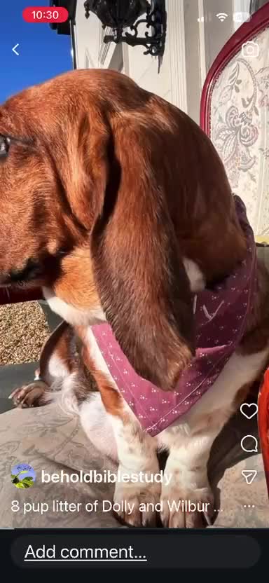 Basset Hound dogs for sale: Basset Hound Pups for sale in Ballymena - Video 3