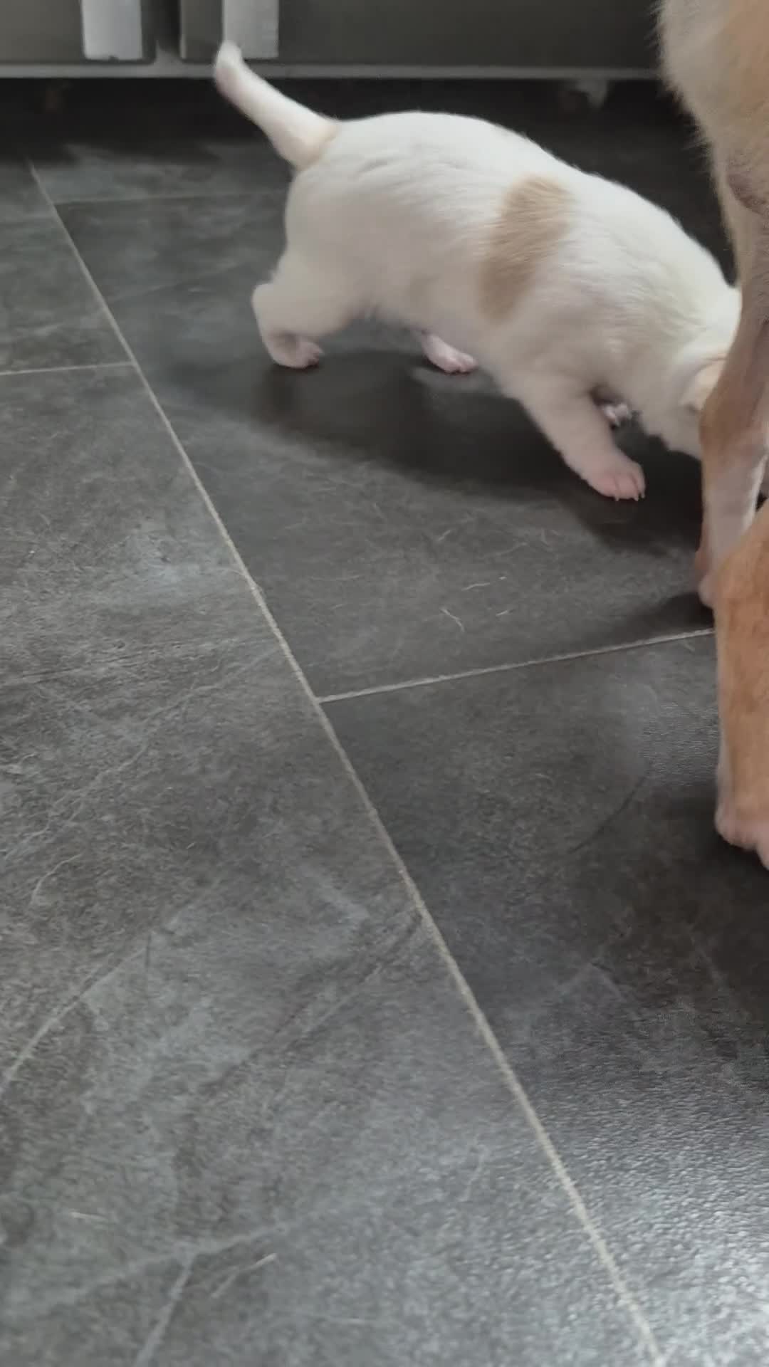 Chihuahua dogs for sale: 2 girl chihuahua left ready 10th August  - Video 5
