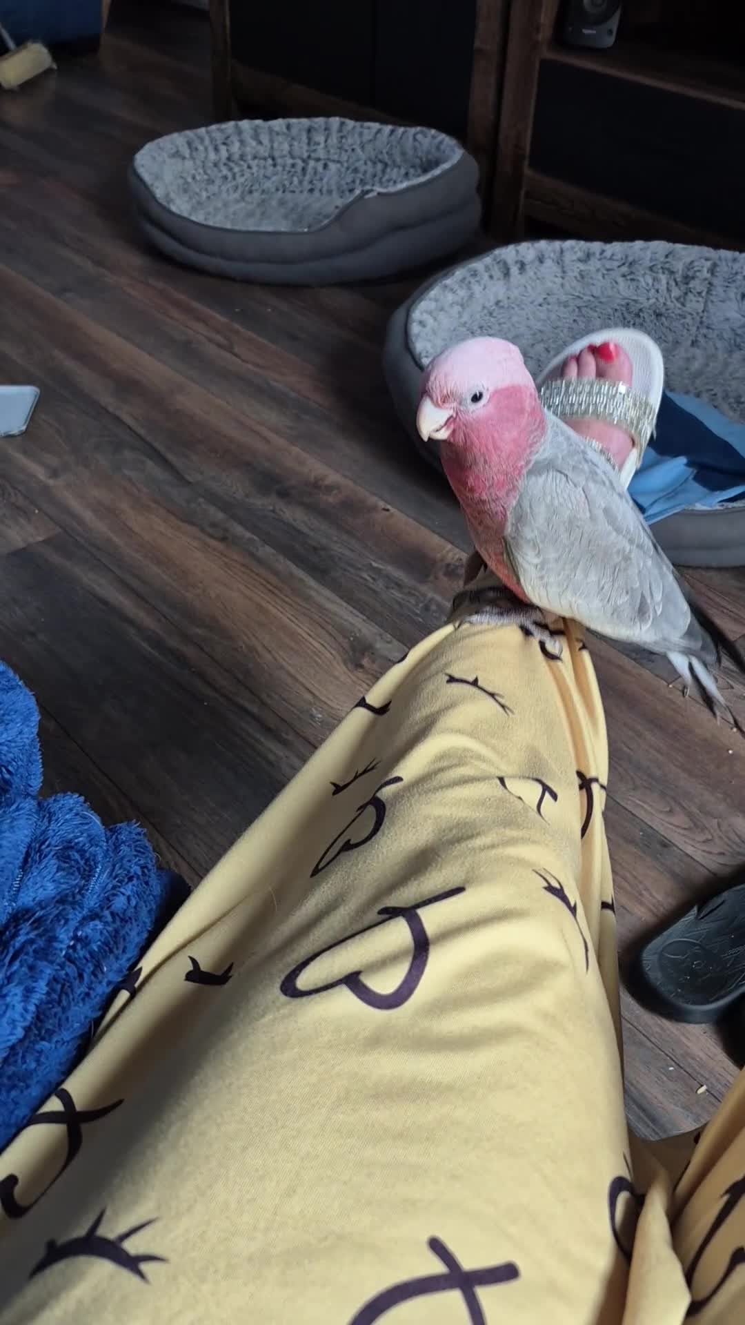 Cockatoo birds for sale: Baby galah cockatoo in Plymouth - Video 1