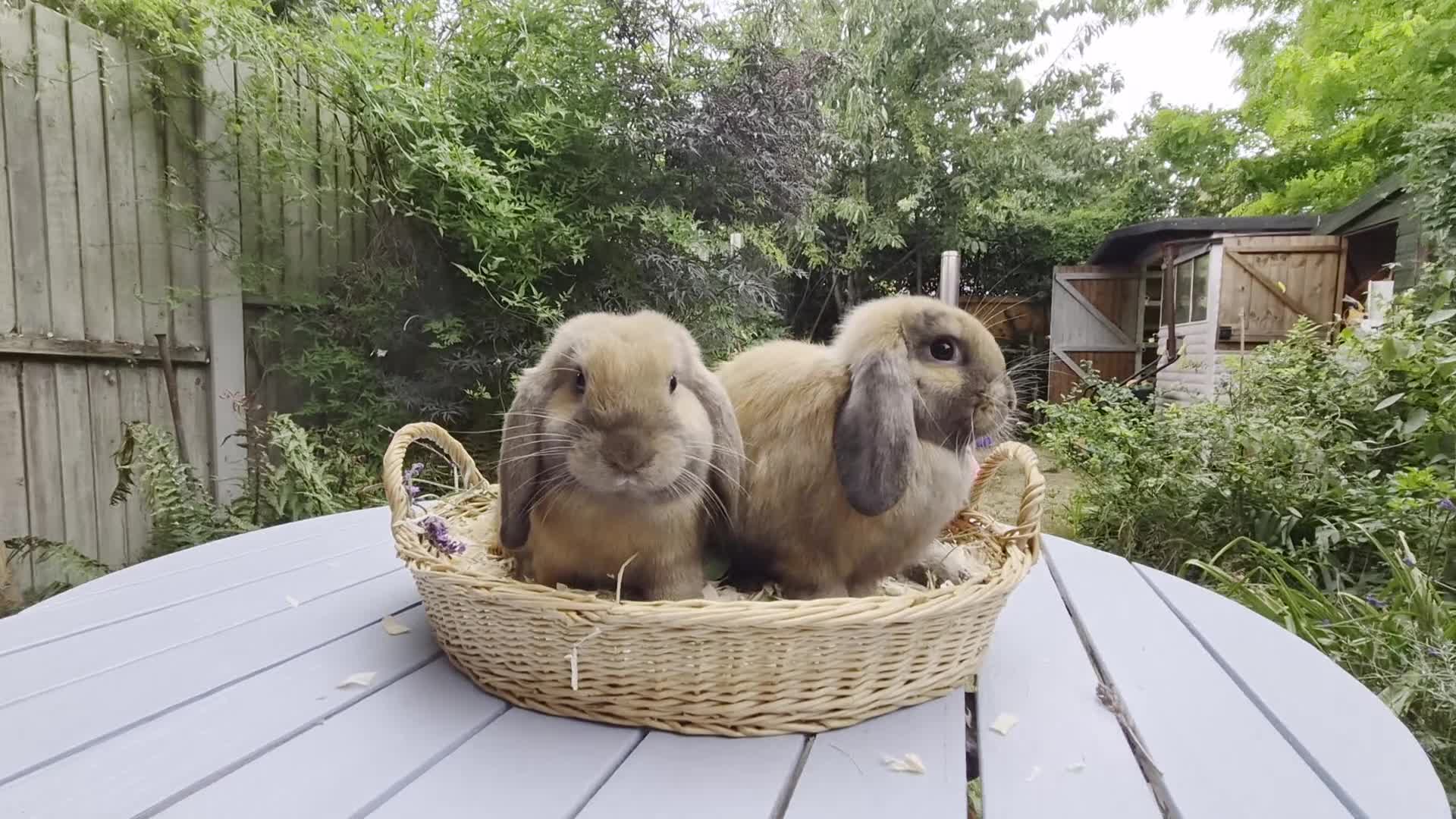 Mini Lop rabbits for sale: Two Mini lops and 4 Dwarf lops available - Video 1