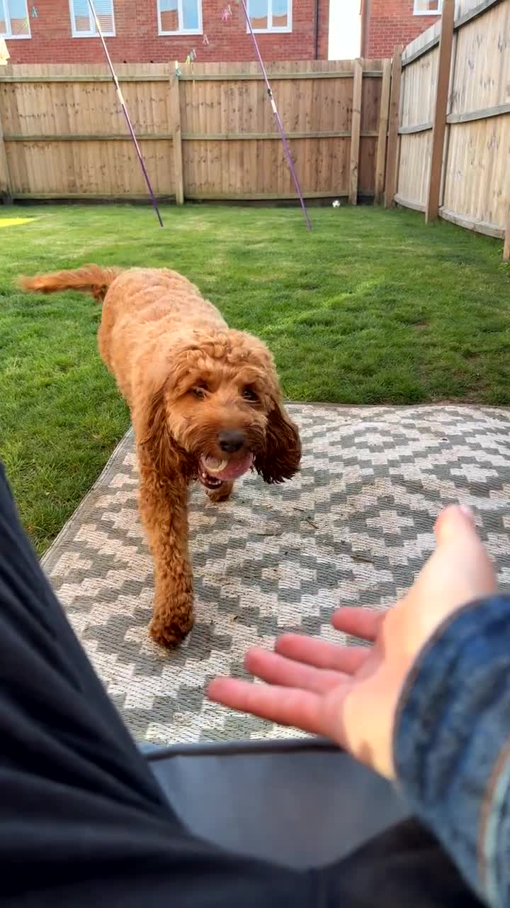 Cockapoo dogs for sale: Rosie 🐾 - Video 1