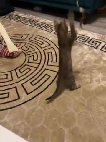 Bengal cats for sale: Bengal mix breed female kitten  - Video 1