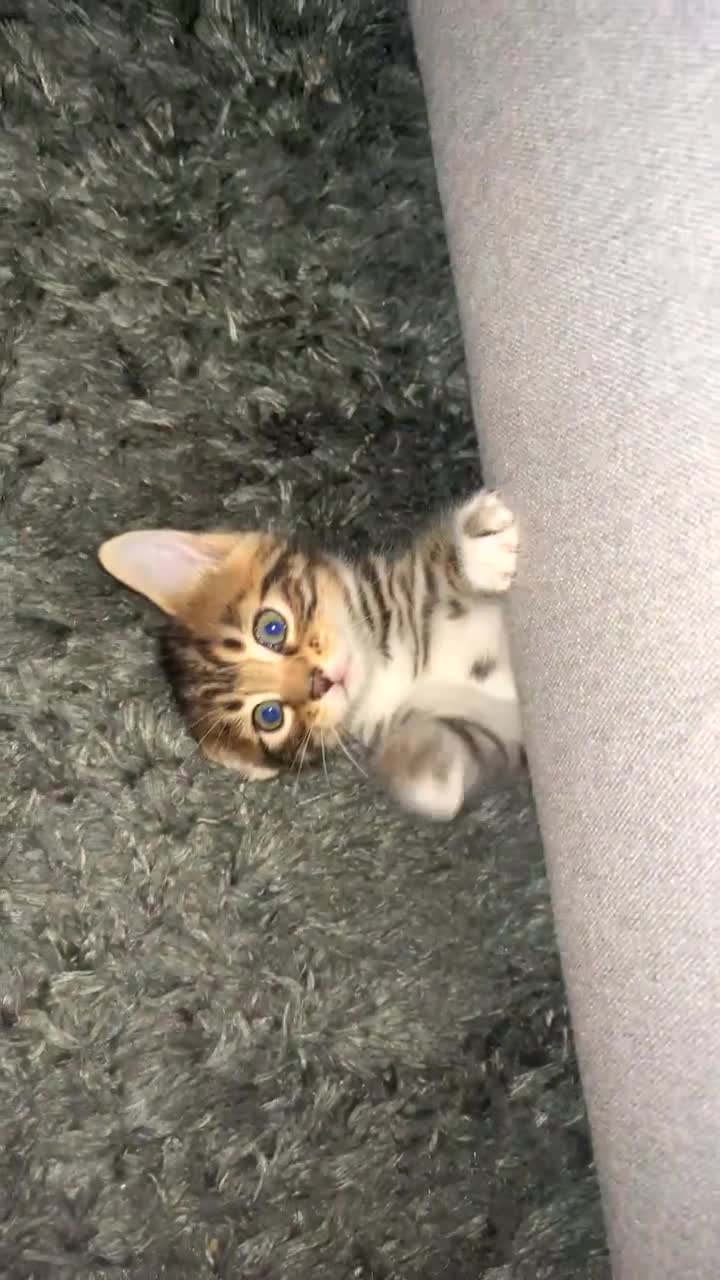 Bengal cats for sale: Half bengal female kitten - Video 2