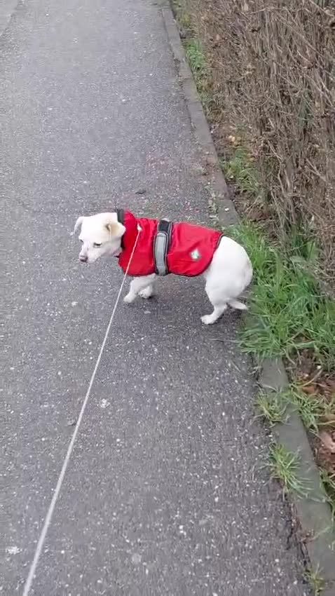 Mixed Breed dogs for adoption: 🐾💕 KARA – A Tiny Girl with an Enormous Heart💕🐾 - Video 1