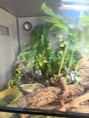 Bearded Dragon reptiles for sale:     Gorgeous Beardie Looking for New Home in Pudsey - Video 1