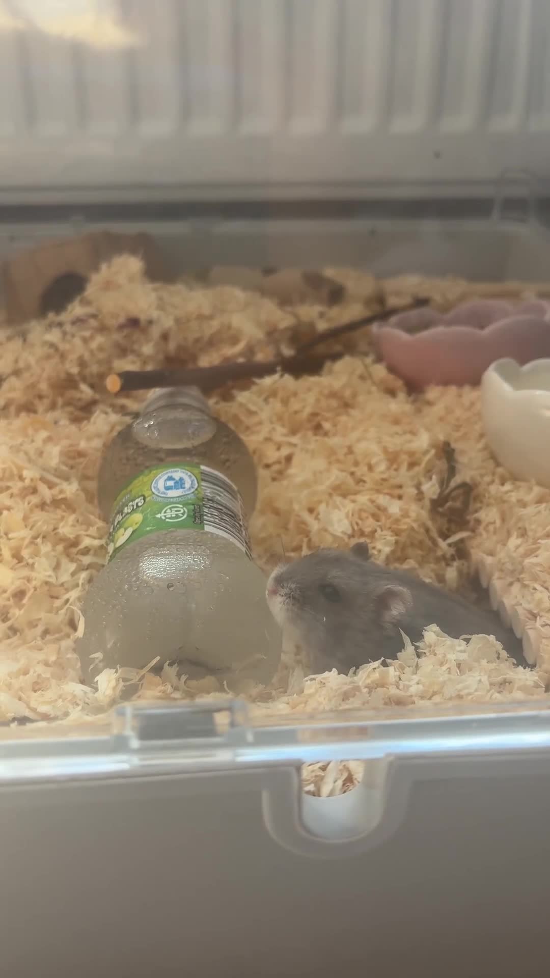 Hamster rodents for sale: 6 month FRIENDLY dwarf hamster - Video 1