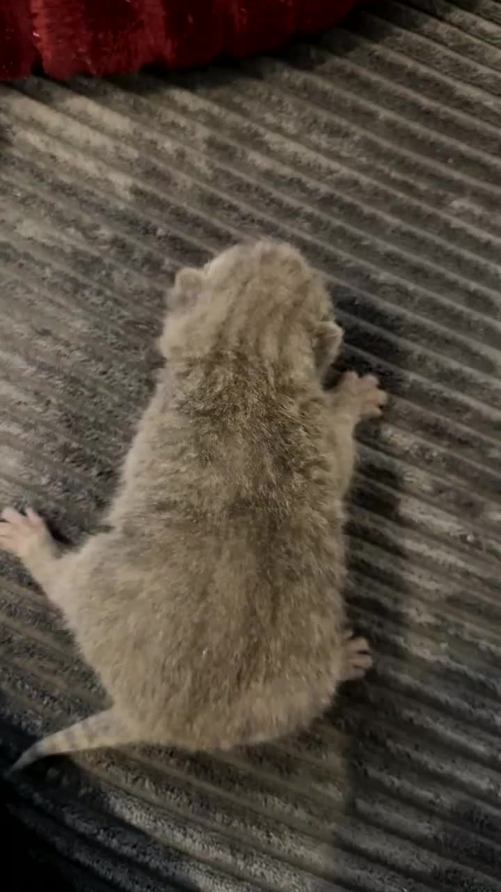 British Shorthair cats for sale: Stunning chunky bsh kittens ready to go 2 left  - Video 2