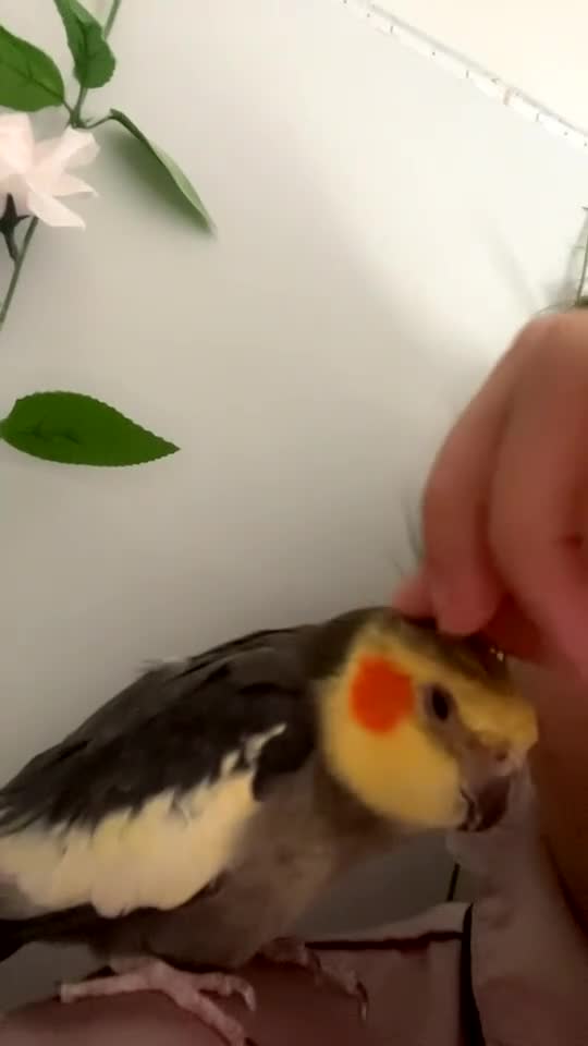 Cockatiels birds for sale: 4 beautiful cockatiels for sale  - Video 1