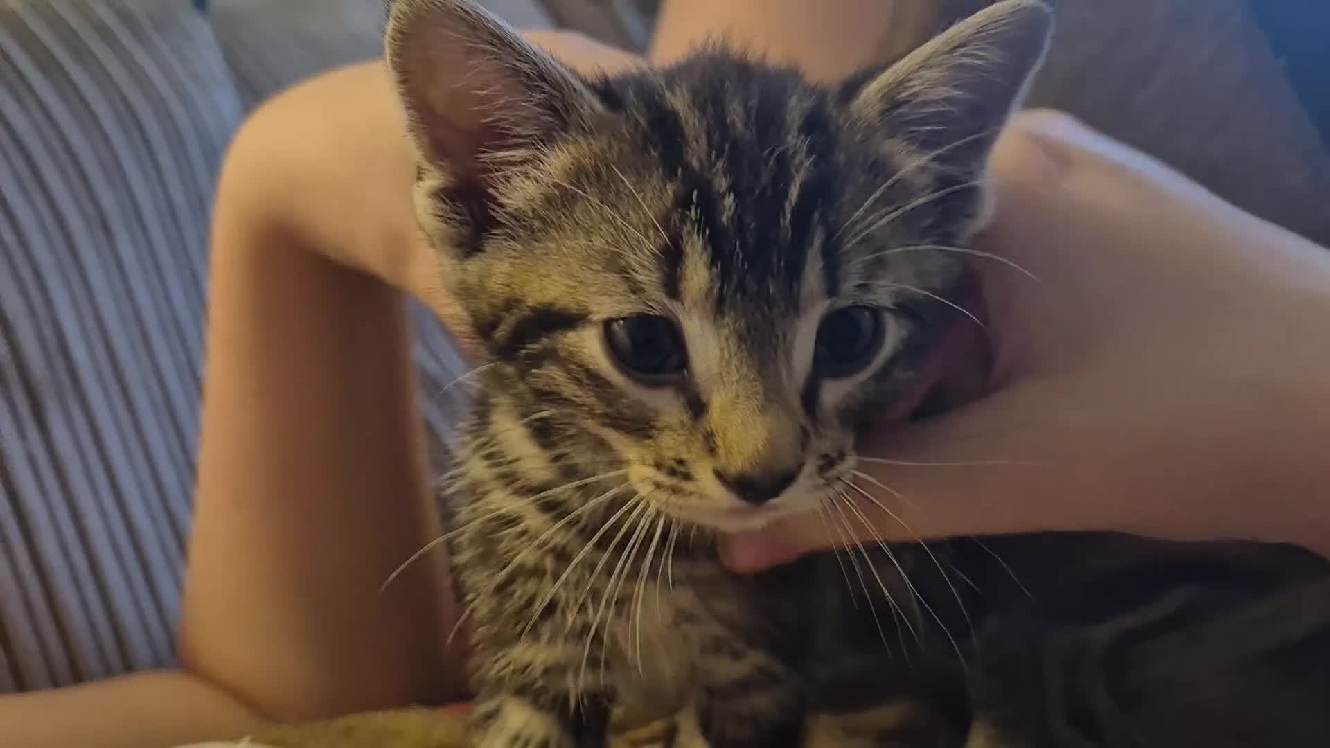 Mixed Breed cats for sale: Rare opportunity to have loving bottle fed Kittens in Melton Constable - Video 2
