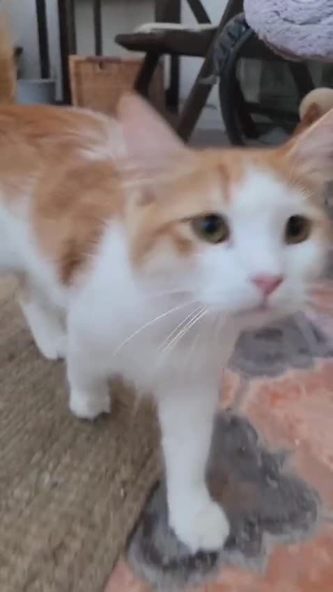 Mixed Breed cats for adoption: Lawrence - Video 3