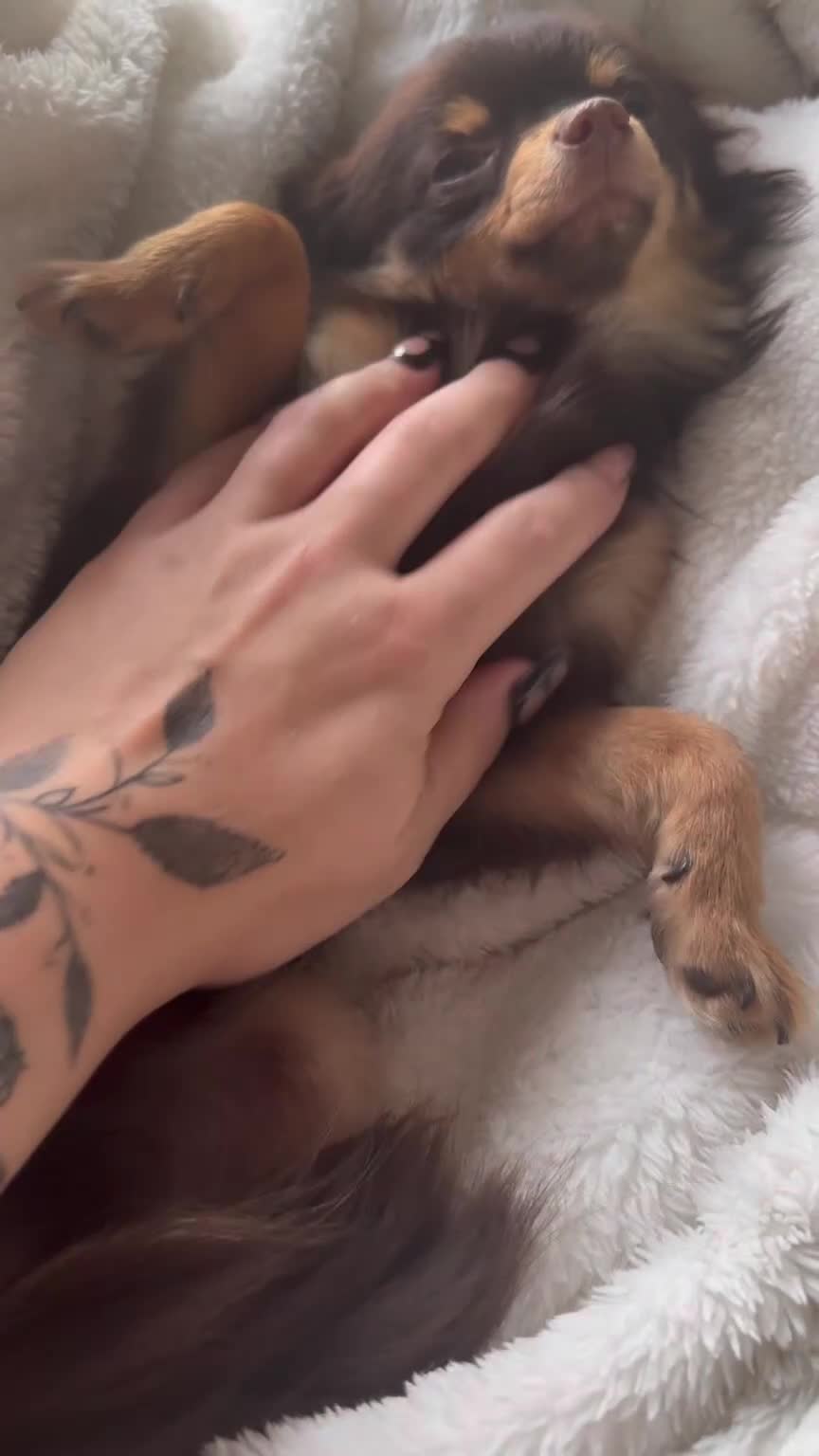 Chihuahua dogs for sale: Cuddly boy - Video 2