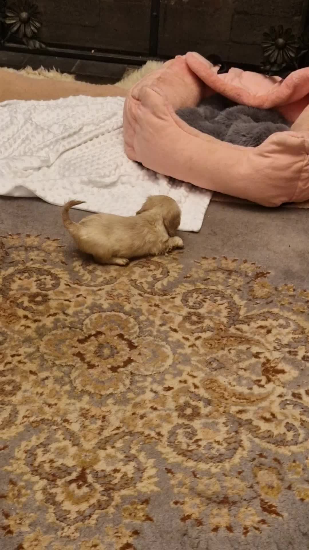 Miniature Dachshund dogs for sale:  Ready Now! Last Girl Long Coat Waiting For You  - Video 2