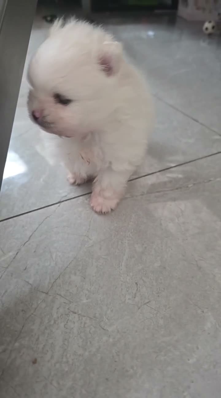 Pomeranian dogs for sale: Gorgeous white fluffy pomeranians in Preston - Video 2