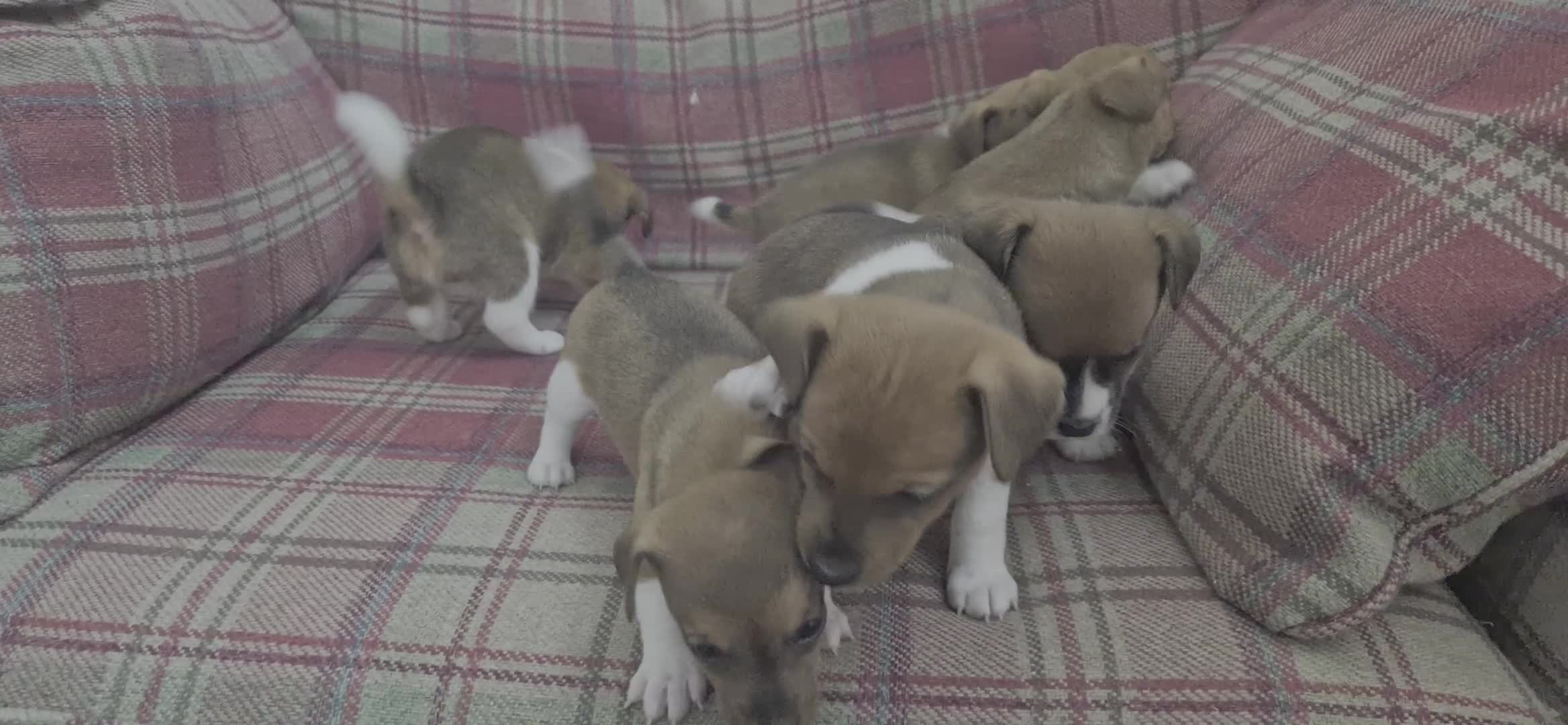 Jack Russell dogs for sale: Traditional Jack Russell Pups DNA Health Tested  - Video 1