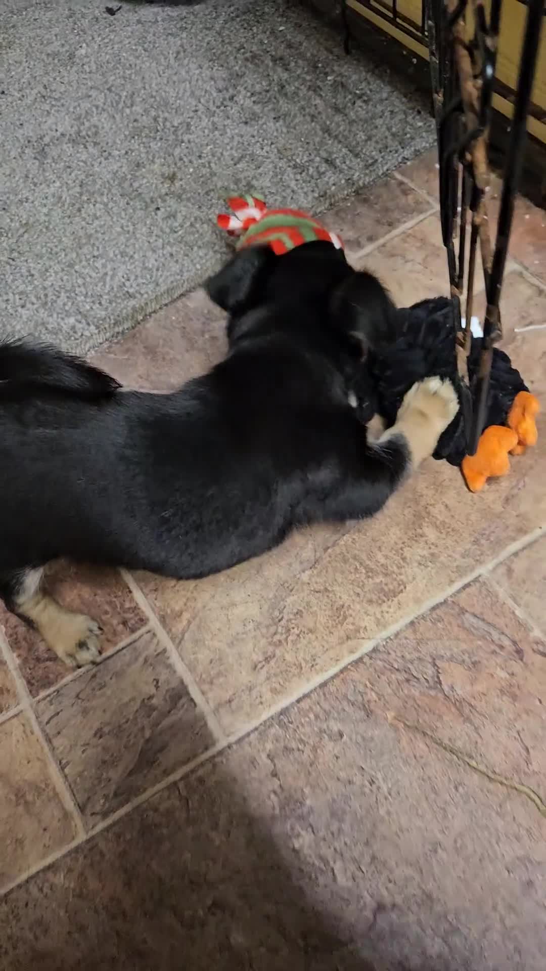 Jack Russell dogs for sale: Jack russle puppies  - Video 4