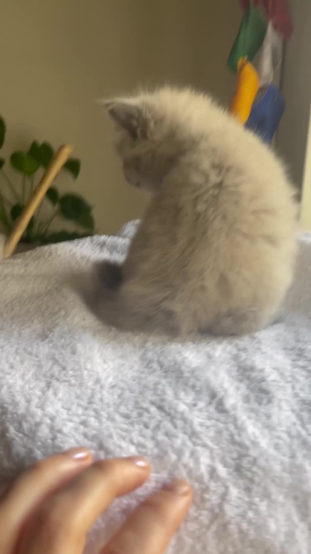 Ragdoll cats for sale: TICA registered pedigree Mink & blue point kittens - Video 1