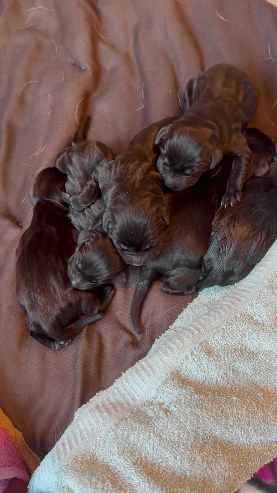 Labrador Retriever dogs for sale: 7 pure Labradors 4 female 3 male  - Video 2