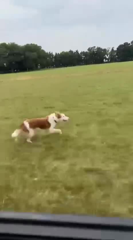 Border Collie dogs for sale: Beautiful Border Collie puppies  - Video 3