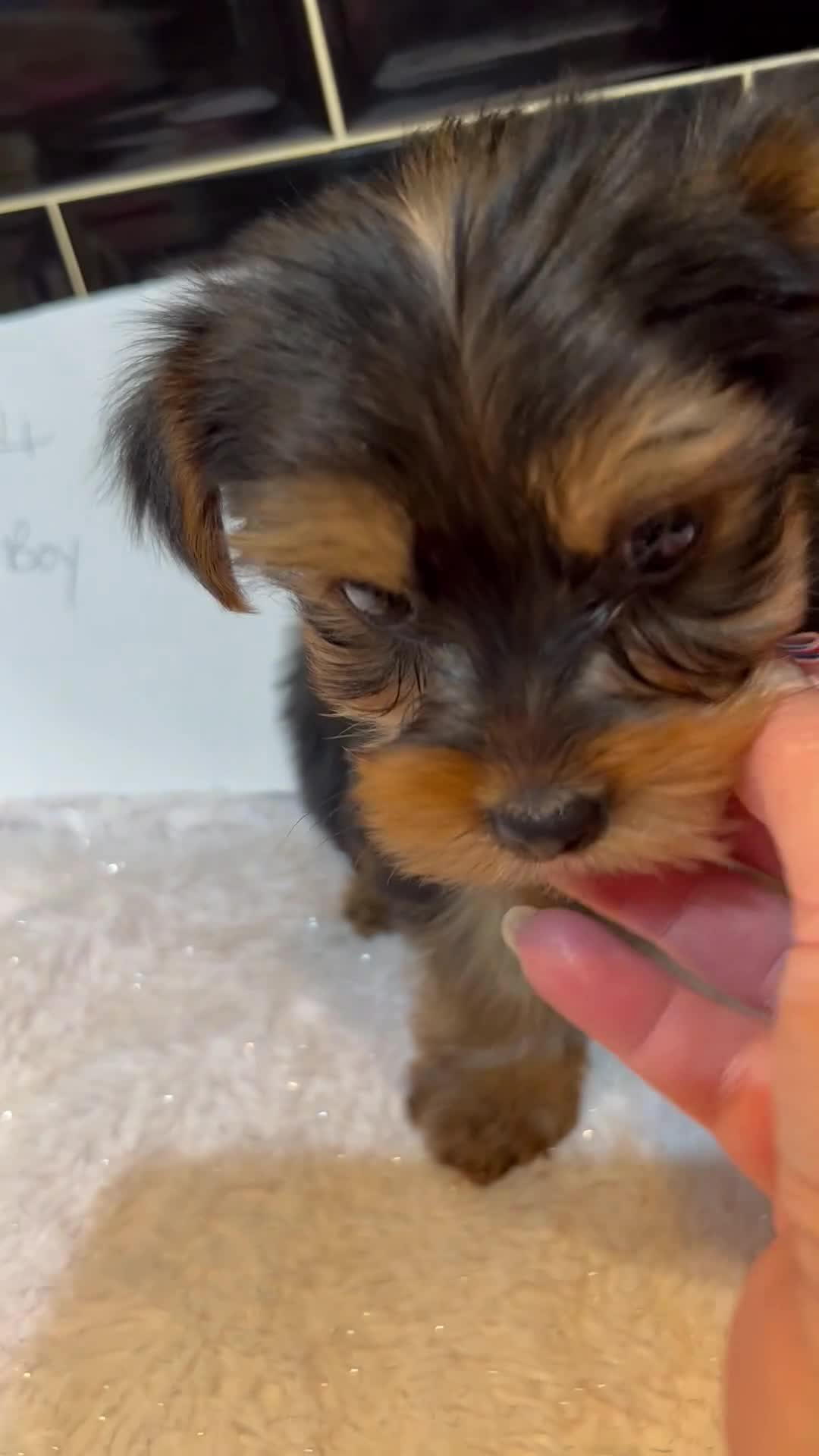 Yorkshire Terrier dogs for sale: Pedigree Yorkshire terriers - Video 1
