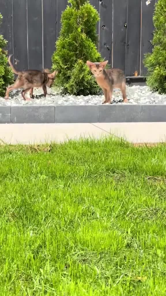 Abyssinian cats for sale:     Gorgeous kittens from champion parents 😽 - Video 1