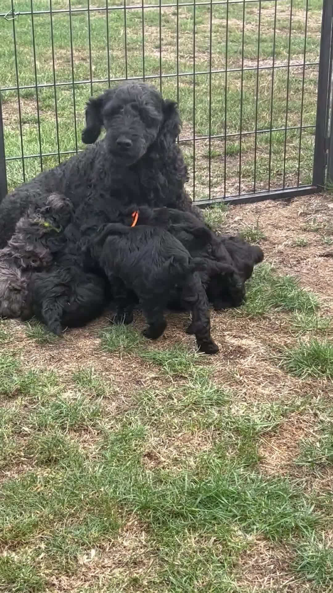 Miniature Poodle dogs for sale: Miniature Poodle Puppies  - Video 1